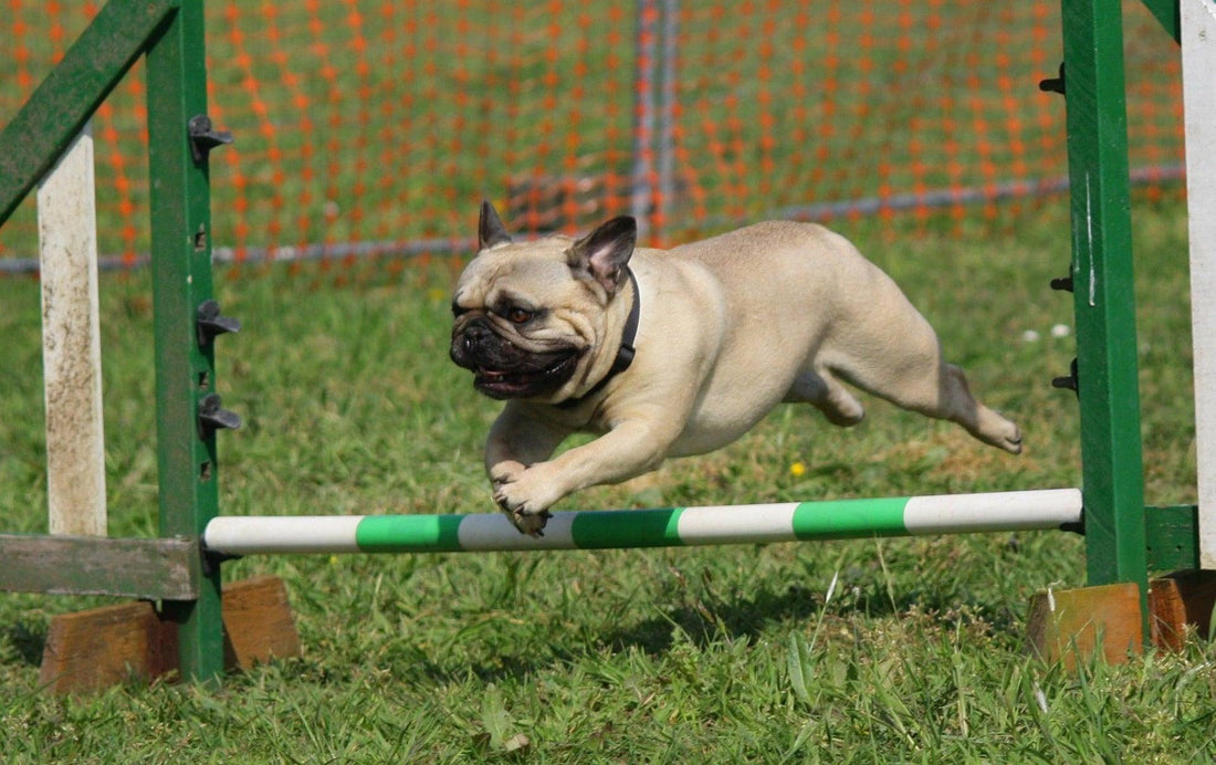 Agility Training voor Honden: Een complete handleiding - Pawsource