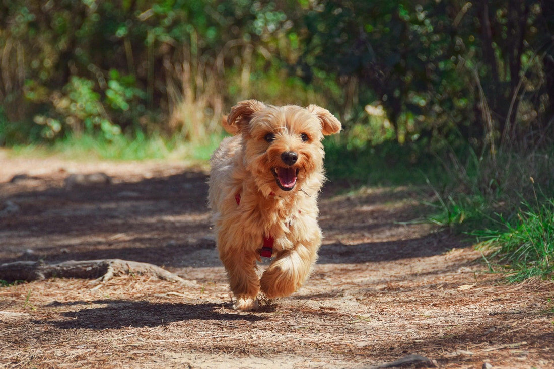Asiel honden: Een gids voor adoptie en zorg - Pawsource