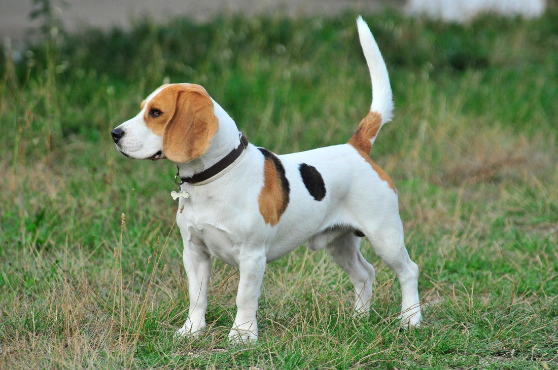 Beagle - Pawsource