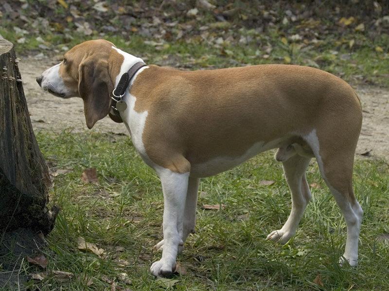 Berner Niederlaufhund - Pawsource