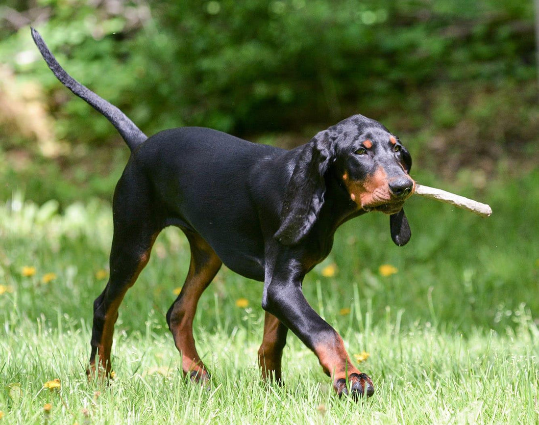 Black and Tan Coonhound - Pawsource