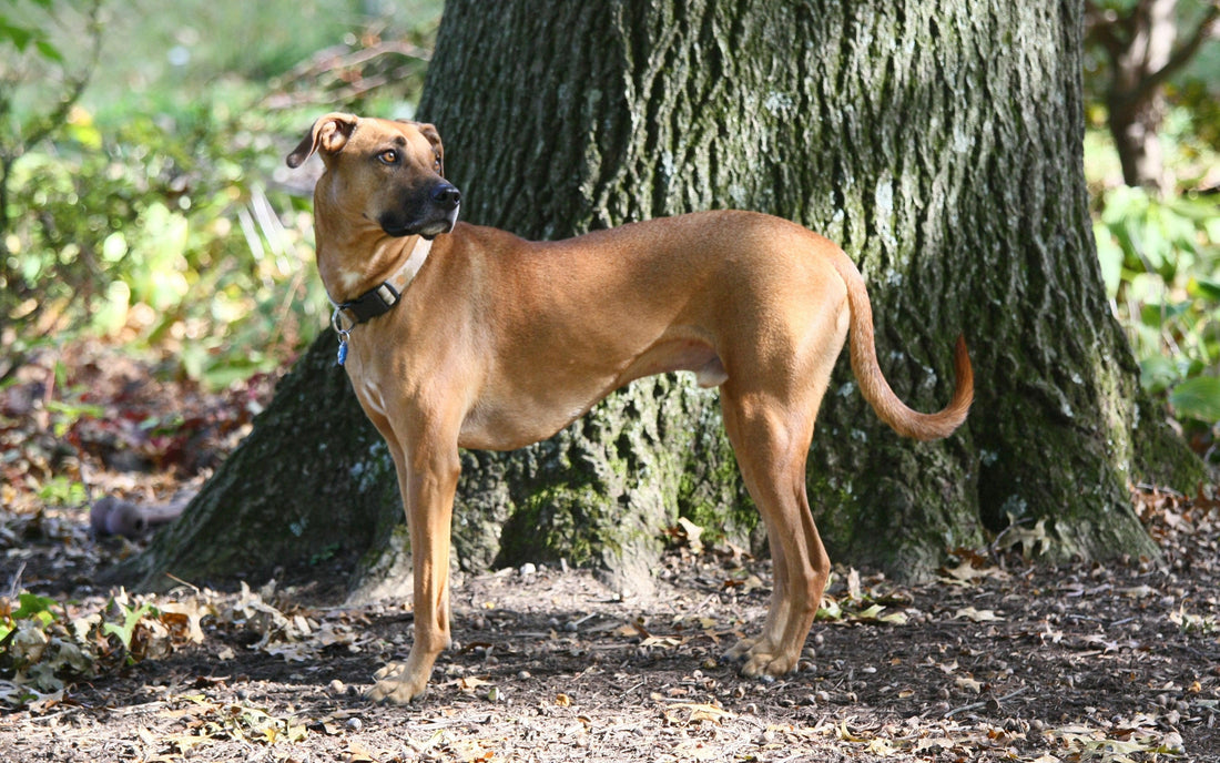 Black Mouth Cur - Pawsource