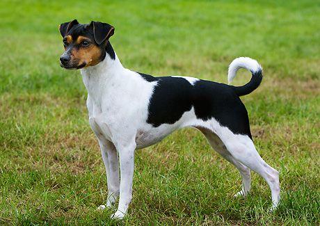 Braziliaanse Terrier - Pawsource