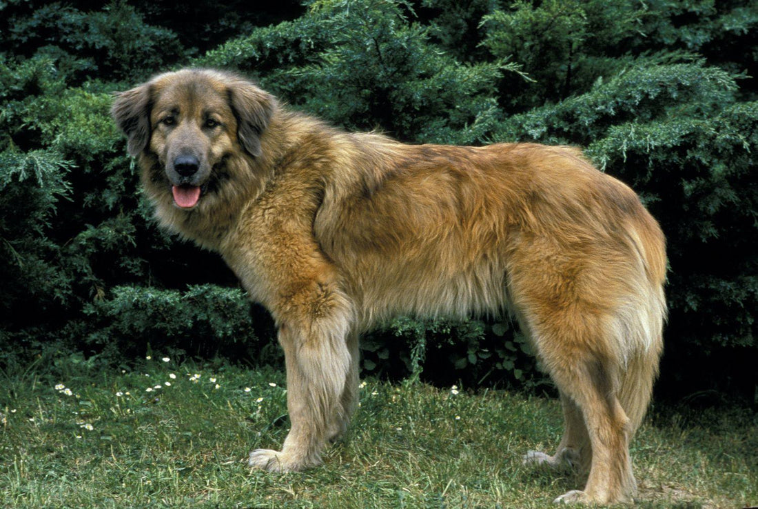 Cão da Serra da Estrela - Pawsource