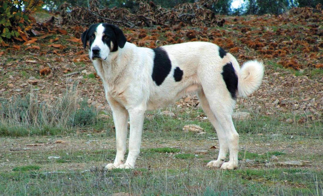 Cão de Gado Transmontano - Pawsource