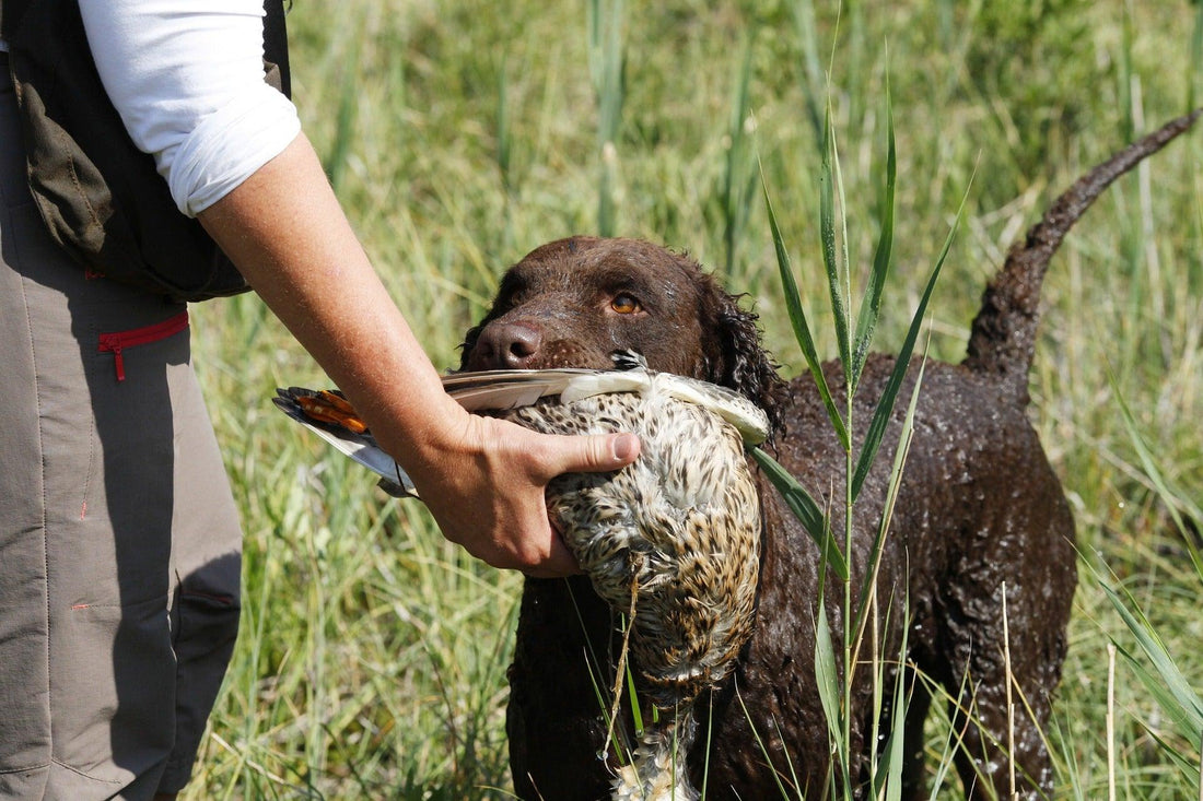 Curly Coated Retriever - Pawsource