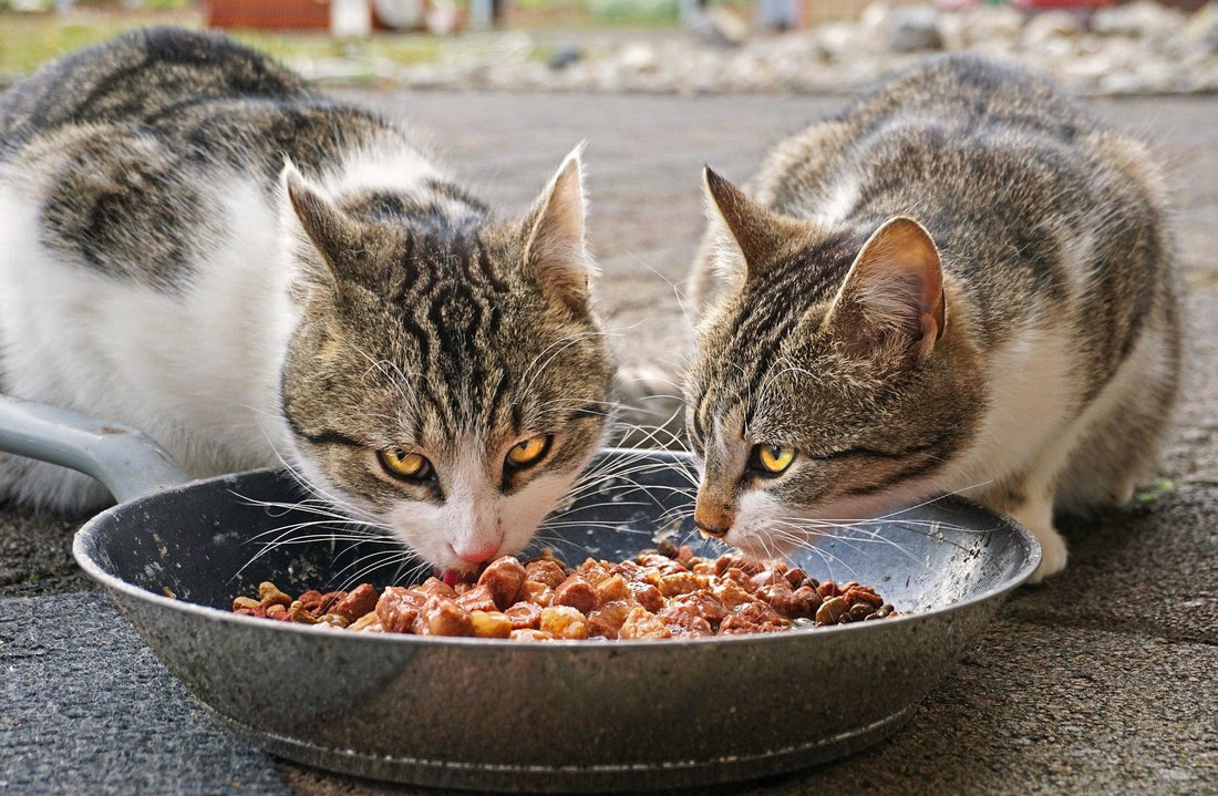 De beste voeding voor een gezonde kat: Een uitgebreide gids - Pawsource