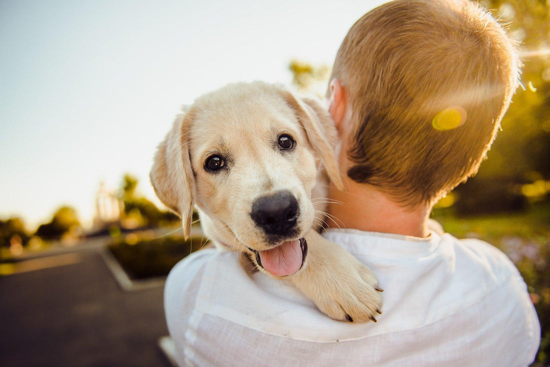 De ultieme gids voor hondenverzorging: tips en trucs - Pawsource