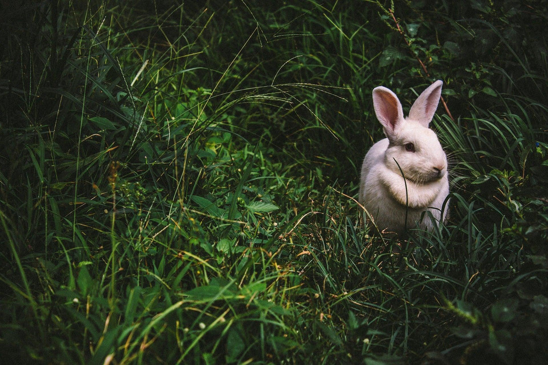 De verschillende soorten konijnenrassen en hun persoonlijkheden - Pawsource