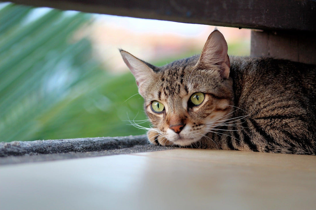 De voordelen van een zelfreinigende kattenbak en hoe je er een kiest - Pawsource