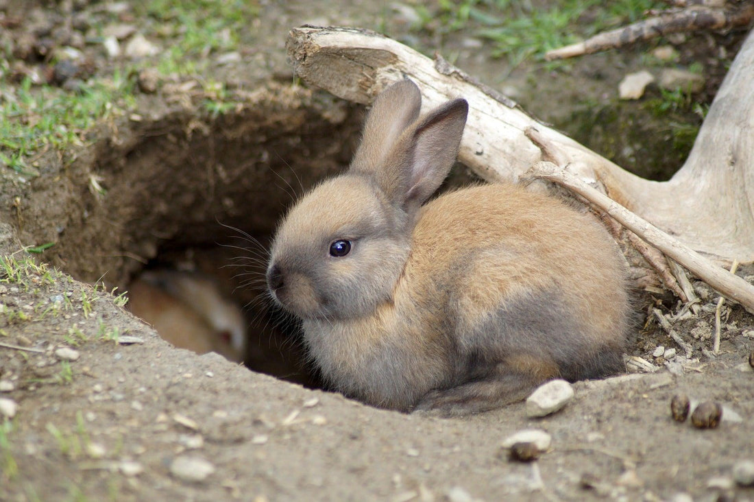 Een gids voor het kiezen van het perfecte konijnenhok - Pawsource