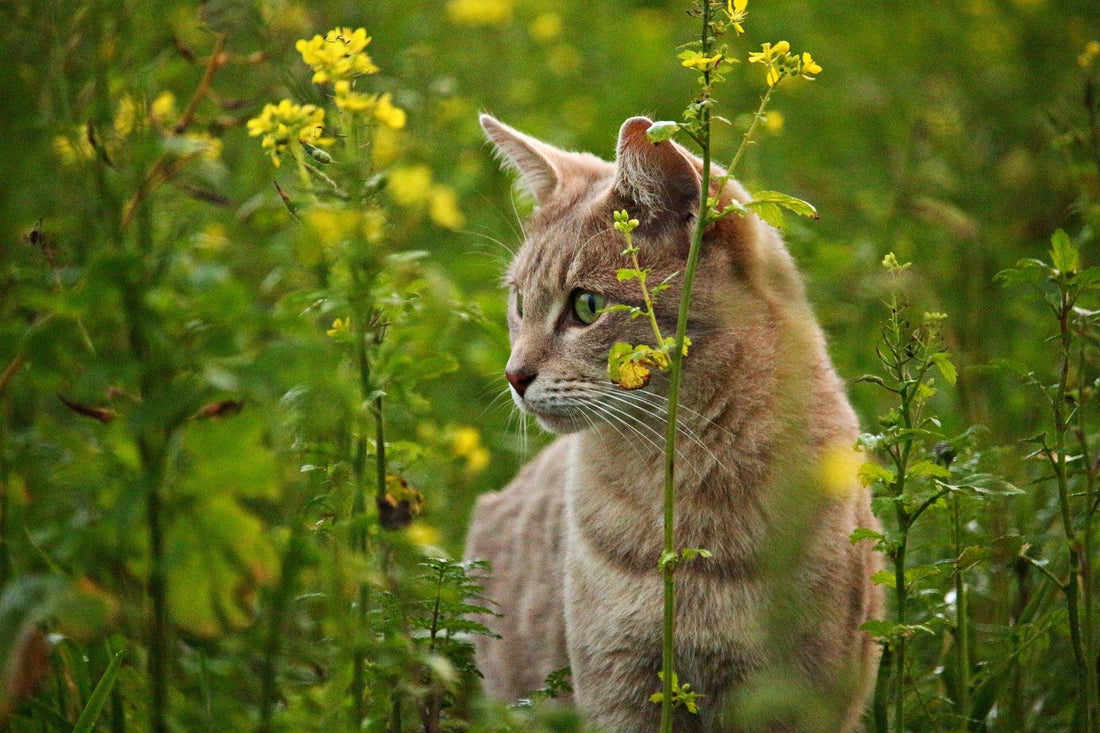 Giftige planten voor katten: Een gids voor verantwoord huis en tuindecor - Pawsource