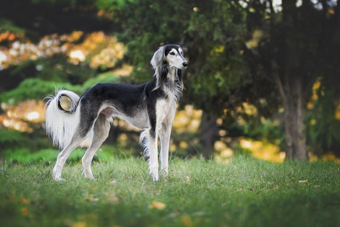 Greyhound - Pawsource