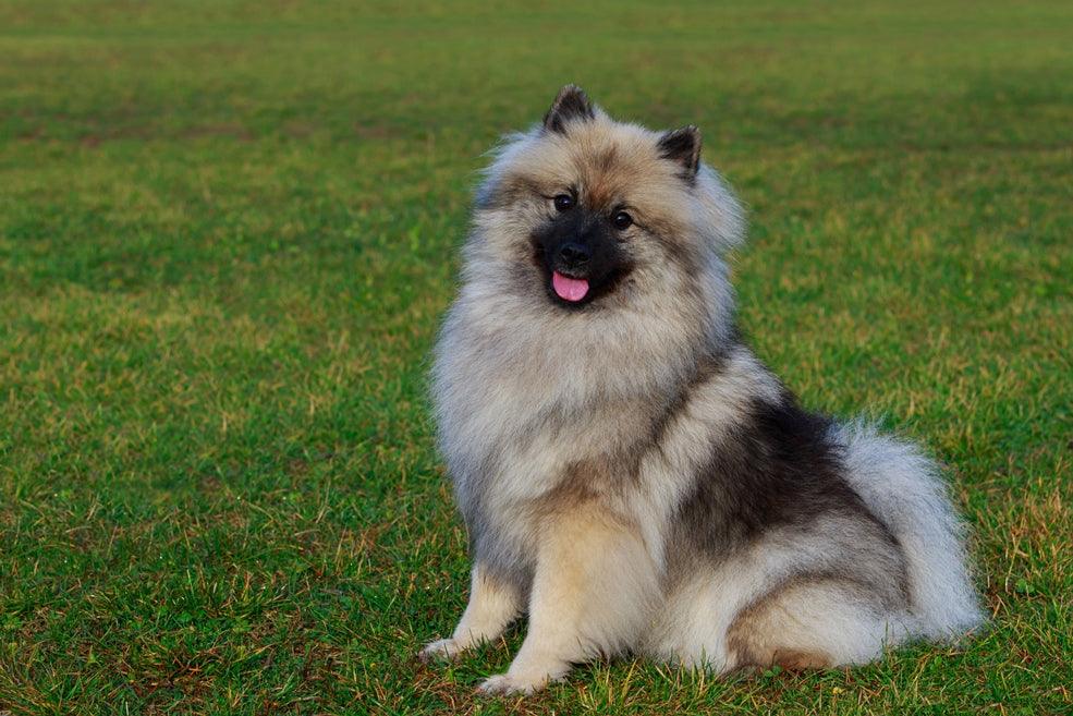 Grote Keeshond - Pawsource