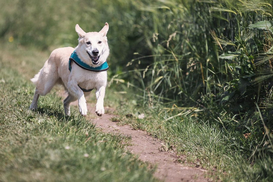 Het Krabbende Probleem: Een Gids voor Jeuk bij Honden - Pawsource