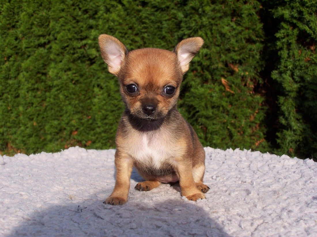 Het trainen van een Chihuahua: tips en trucs voor eigenaren - Pawsource