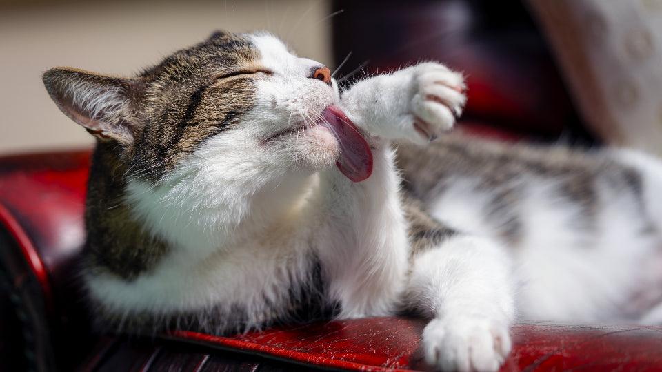 Hoe je een kat socialiseert en gewenning aan andere huisdieren geeft - Pawsource