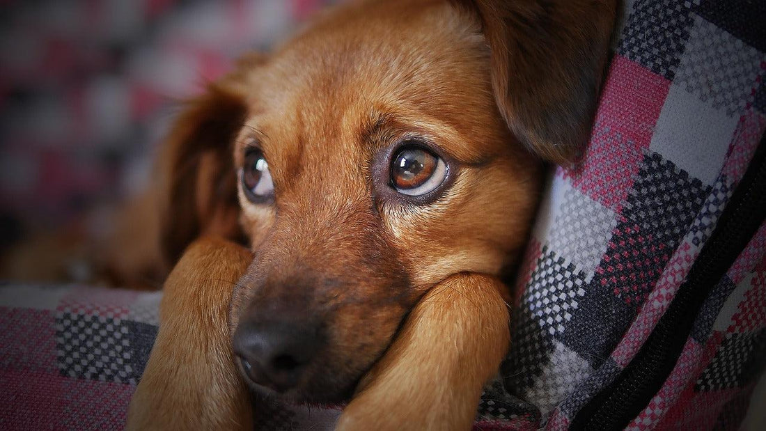 Hooikoorts bij Honden: Oorzaken, Symptomen en Behandeling - Pawsource