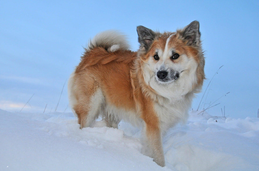 IJslandse Hond - Pawsource