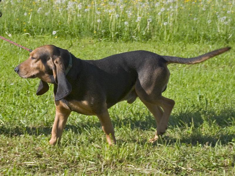 Jura Niederlaufhund - Pawsource
