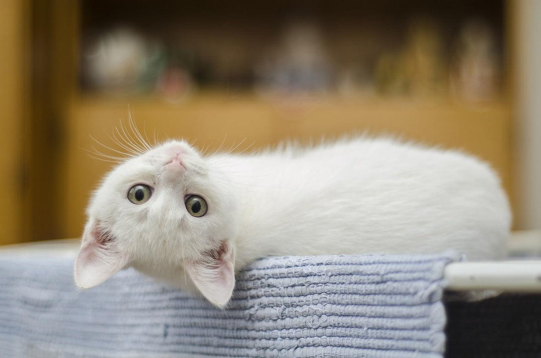 Katten Nierproblemen: Herkennen, Behandelen en Voorkomen - Pawsource