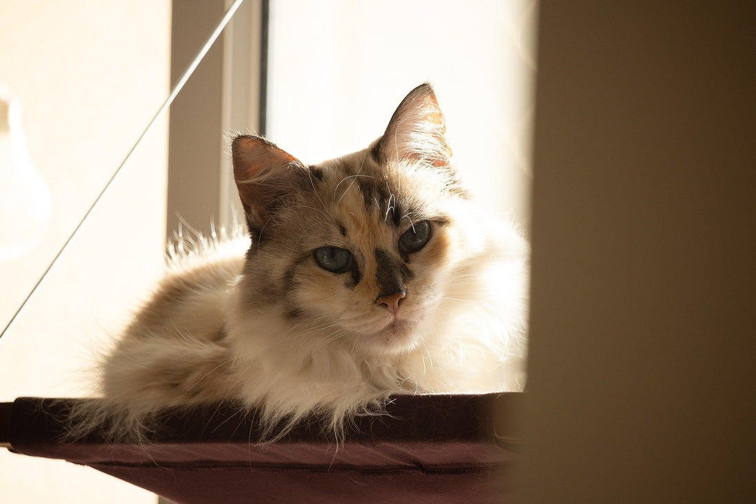 Kattenmand op pootjes: stijlvol en comfortabel - Pawsource