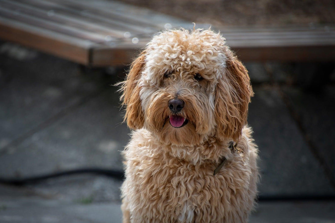 Labradoodle - Pawsource