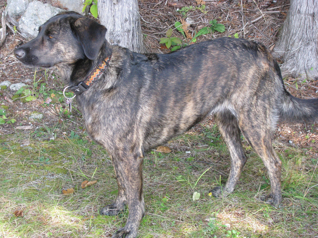 Mountain Cur - Pawsource