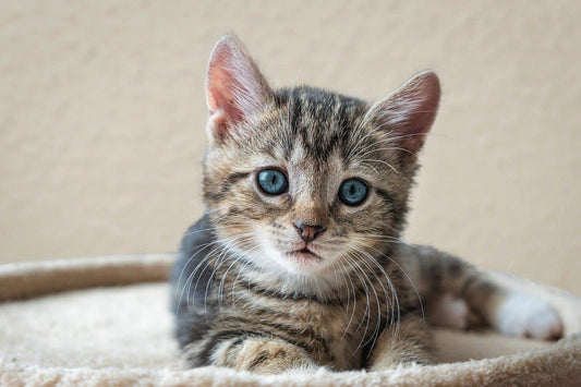 Oormijt bij Katten: Herkenning, Behandeling en Preventie - Pawsource