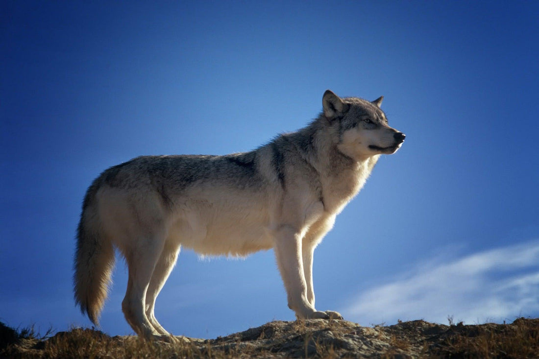 Oorsprong van honden: van wilde wolf tot trouwe metgezel - Pawsource