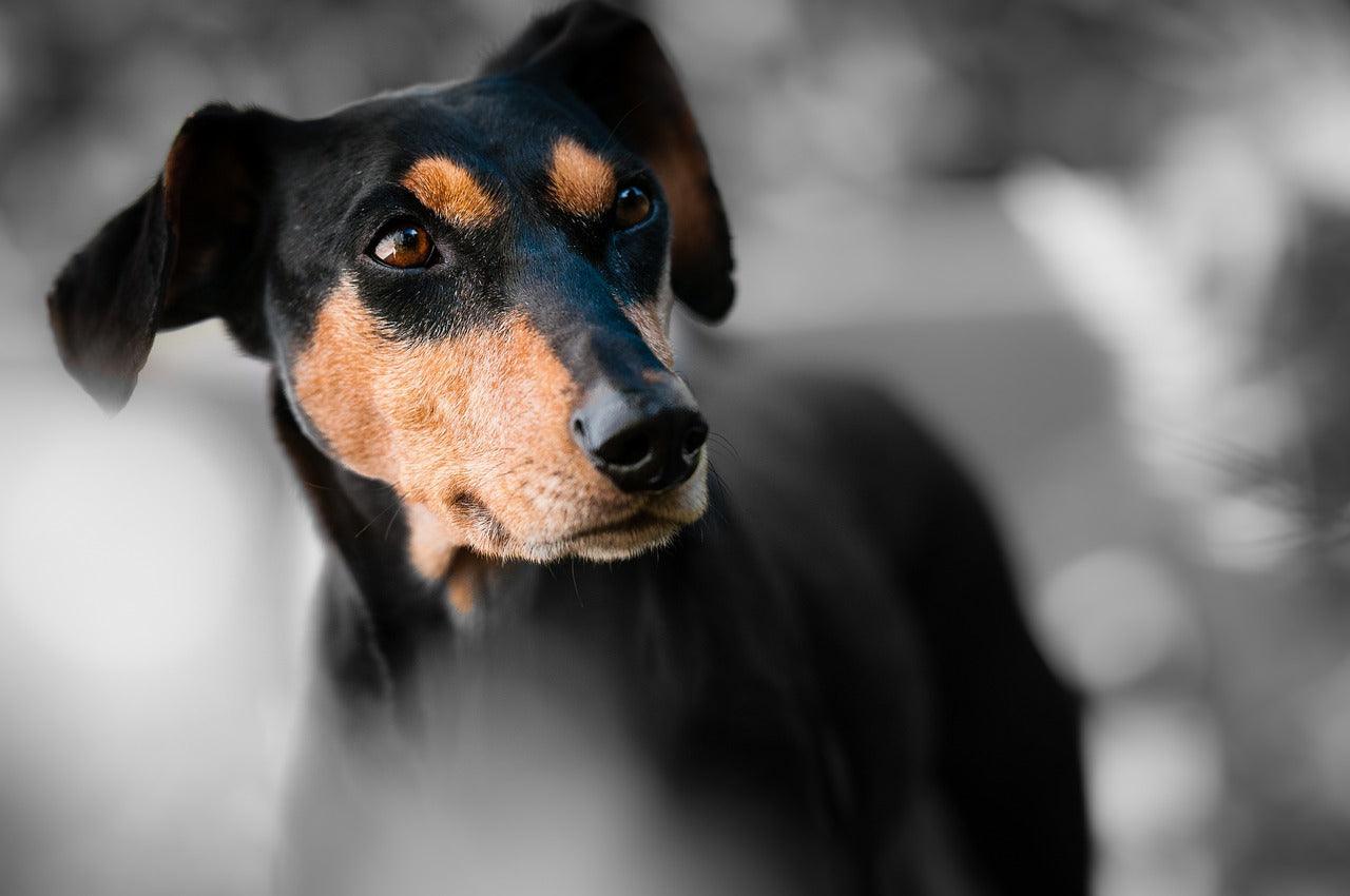 Overmatig Likken bij Honden: Oorzaken, Problemen en Oplossingen - Pawsource
