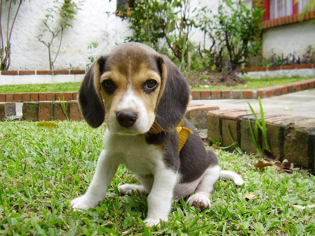 Pocket Beagle - Pawsource