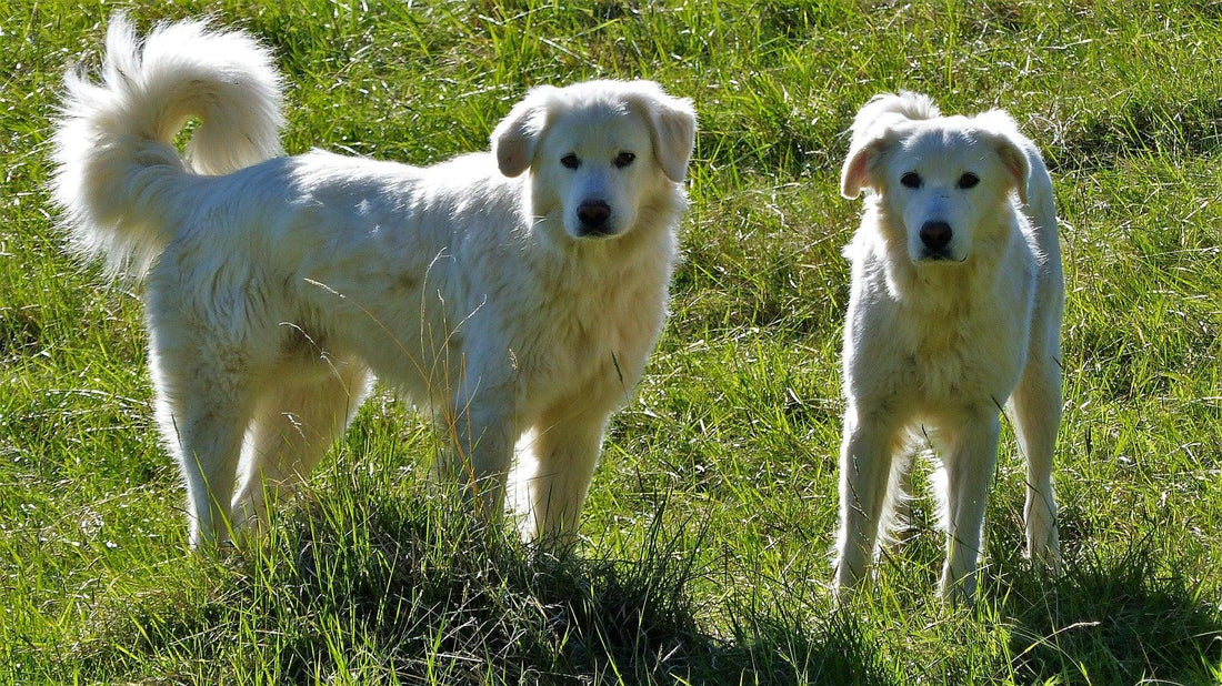 Pyrenese Herdershond - Pawsource
