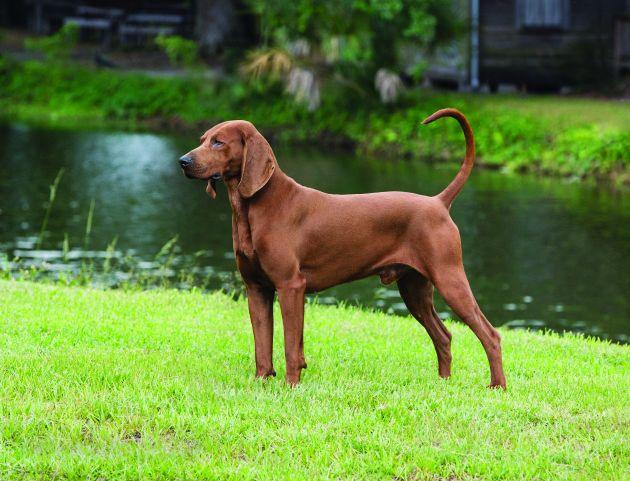 Redbone Coonhound - Pawsource