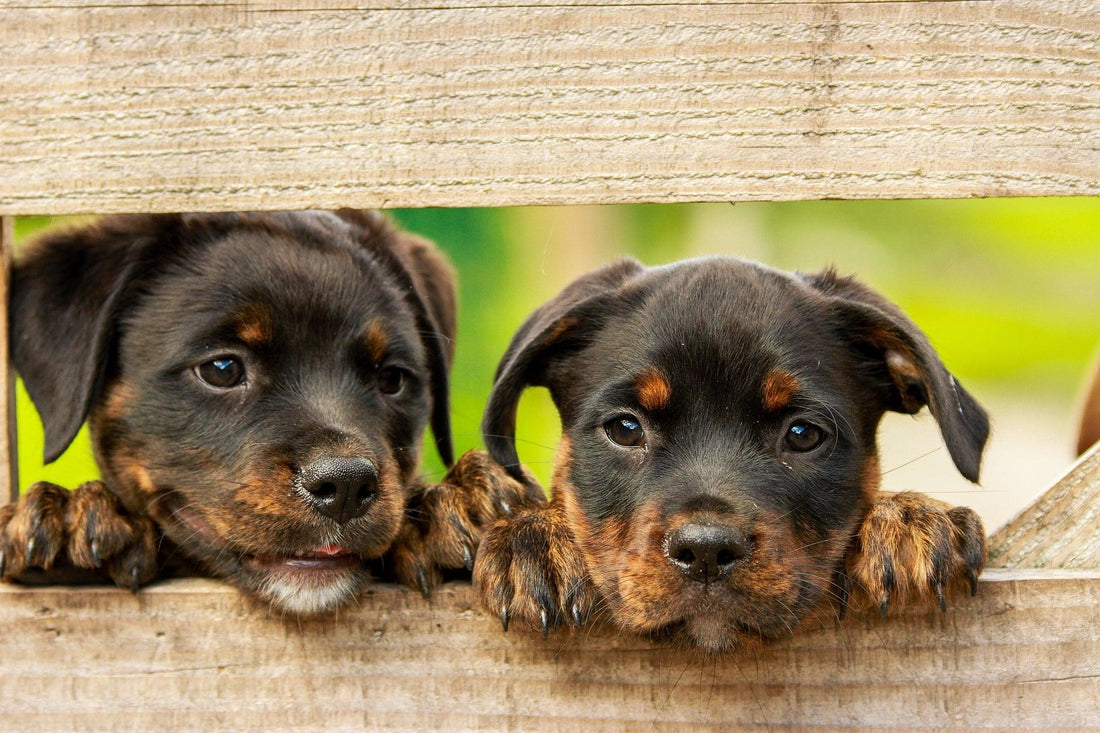Socialisatietraining Honden: Waarom het zo belangrijk is en hoe je het doet - Pawsource