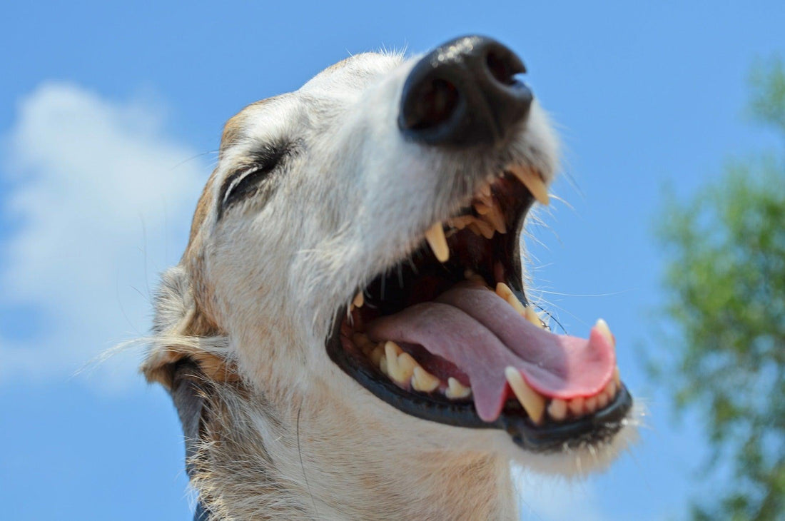 Tandheelkundige problemen: Het belang om het gebit van je hond te verzorgen - Pawsource