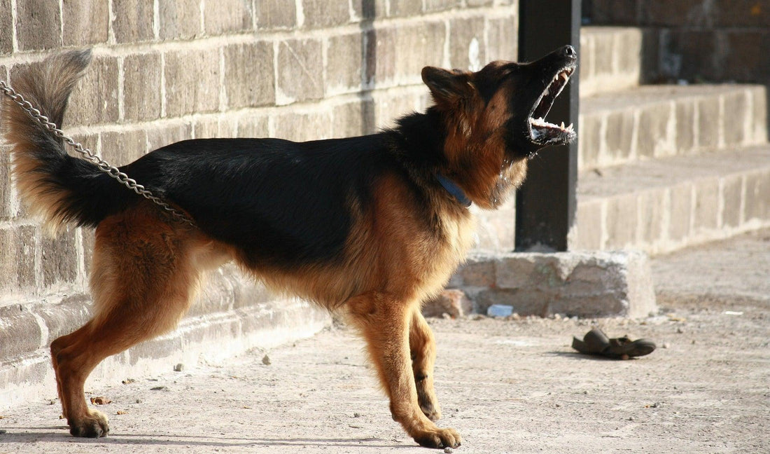 Top 10 gevaarlijkste honden ter wereld 2023 - Pawsource