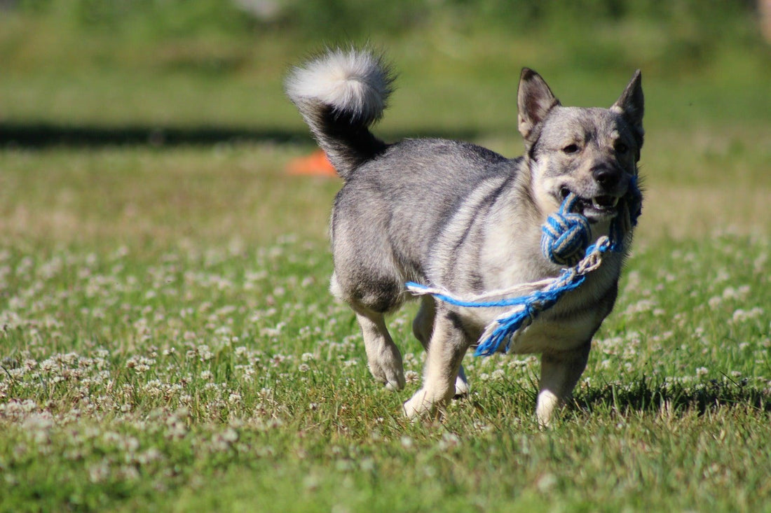 Trek- en Touwspeeltjes voor Honden: Een Complete Gids - Pawsource