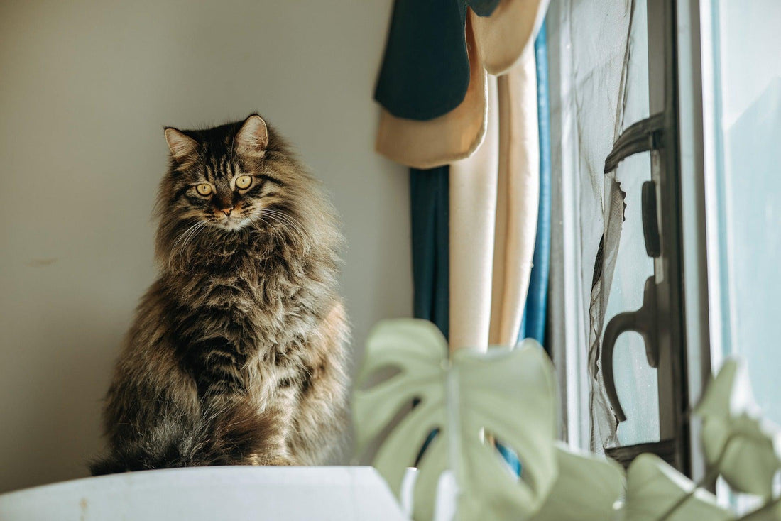 Vlooienpreventie voor katten: hoe je je kat beschermt tegen vlooien - Pawsource