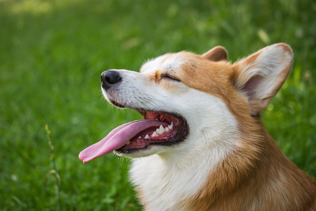 Waarom blaffen honden? Een kijkje in de psychologie van honden - Pawsource