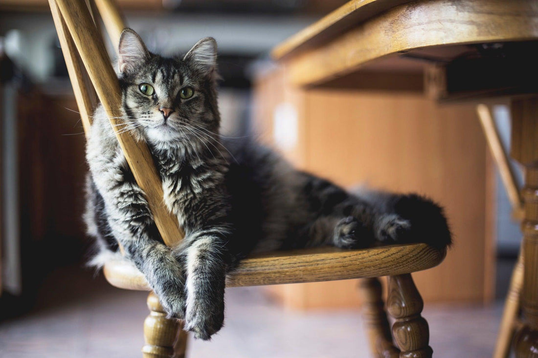 Wat katten echt niet leuk vinden en hoe je het kunt voorkomen - Pawsource
