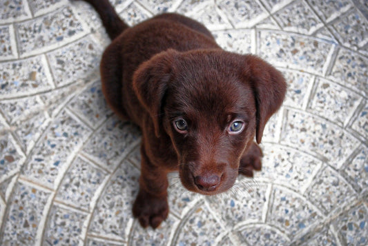 Wat zijn veelvoorkomende spijsverteringsproblemen bij honden en hoe kun je ze voorkomen? - Pawsource
