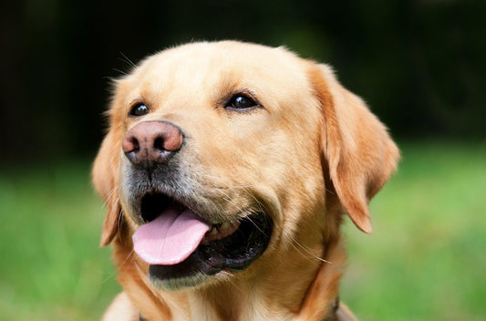 Welke allergieën komen vaak voor bij honden en wat kun je doen om ze te voorkomen? - Pawsource