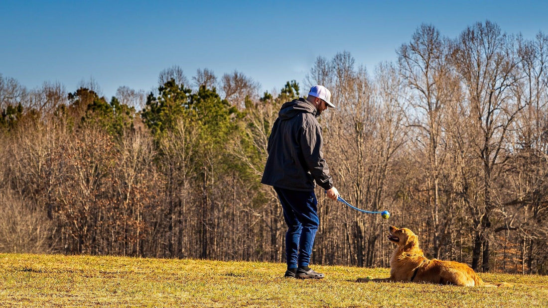 Zindelijkheidstraining voor Honden: De Sleutel tot een Gelukkig en Schoon Huis - Pawsource