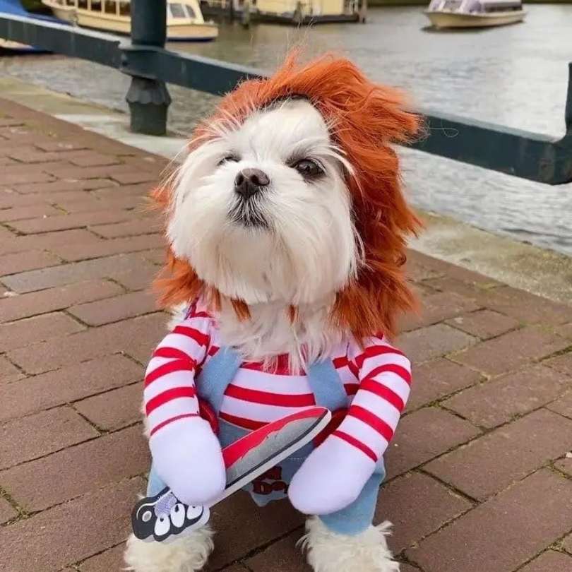 Chucky dog ​​costume