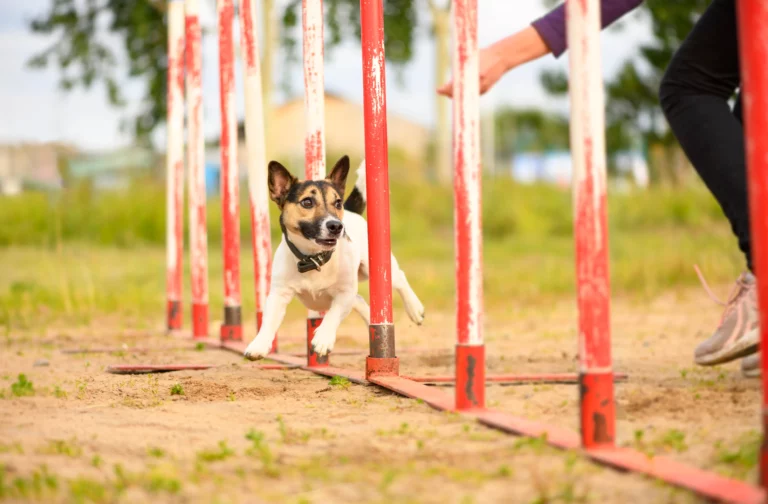 Honden agility