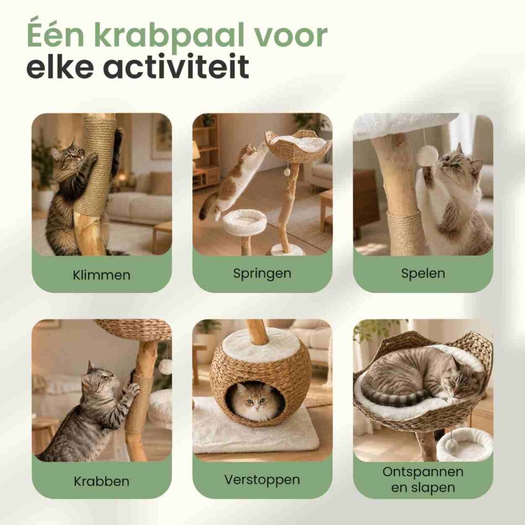 Kattenboom